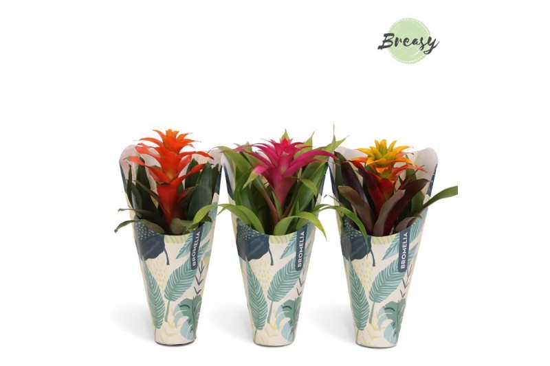 Guzmania mix Jungle krafthoes - Cupcake mix 