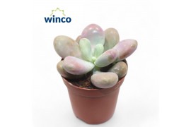 Echeveria Pachyphytum Cv. Momobijn
