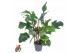 Philodendron red wonder squamiferum 