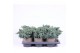 Juniperus squamata blue star 