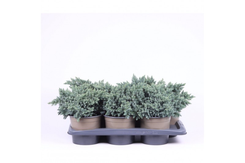 Juniperus squamata blue star 