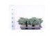 Juniperus squamata blue star 