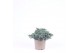 Juniperus squamata blue star 