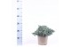 Juniperus squamata blue star 