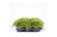 Chamaecyparis pisifera sungold 
