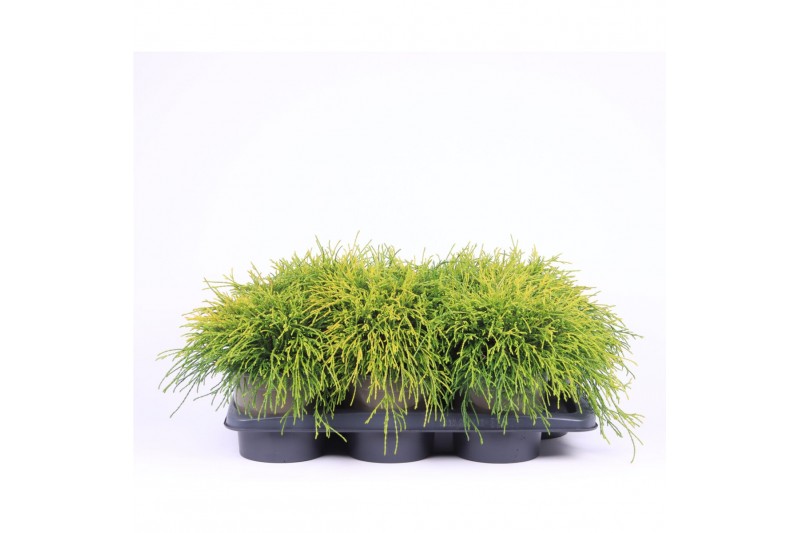 Chamaecyparis pisifera sungold 