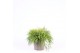 Chamaecyparis pisifera sungold 