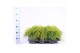 Chamaecyparis pisifera sungold 