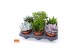 Succulenten mix 