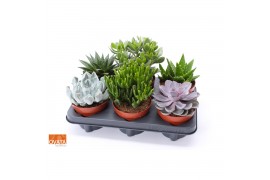 Succulenten mix
