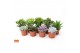 Succulenten mix 