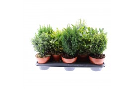Coniferen mix Heester mix 13cm