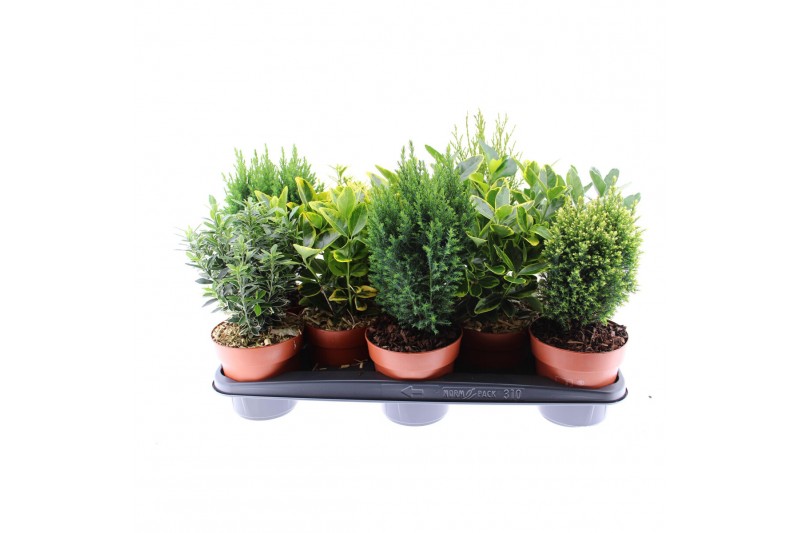 Coniferen mix Heester mix 13cm 