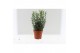 Coniferen mix Heester mix 13cm 