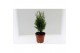 Coniferen mix Heester mix 13cm 
