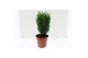 Coniferen mix Heester mix 13cm 