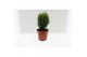 Coniferen mix Heester mix 13cm 