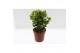 Coniferen mix Heester mix 13cm 