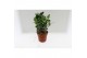 Coniferen mix Heester mix 13cm 