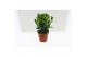 Coniferen mix Heester mix 13cm 