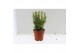 Coniferen mix Heester mix 13cm 