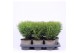 Thuja occ. tiny tim 