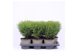 Thuja occ. tiny tim