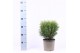 Thuja occ. tiny tim 