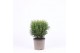 Thuja occ. tiny tim 