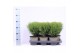 Thuja occ. tiny tim 
