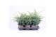 Juniperus chinensis blue alps 