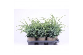 Juniperus chinensis blue alps