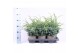 Juniperus chinensis blue alps 