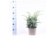 Juniperus chinensis blue alps 
