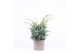 Juniperus chinensis blue alps 