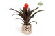 Guzmania tala Royal Crown keramiek 