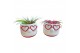 Tillandsia arrangement Love Dude 