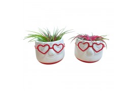 Tillandsia arrangement Love Dude