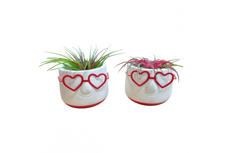 Tillandsia arrangement Love Dude 