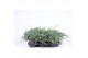 Juniperus squamata blue carpet 