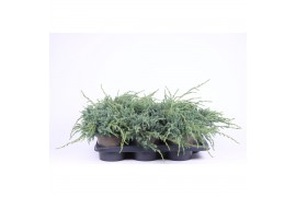 Juniperus squamata blue carpet