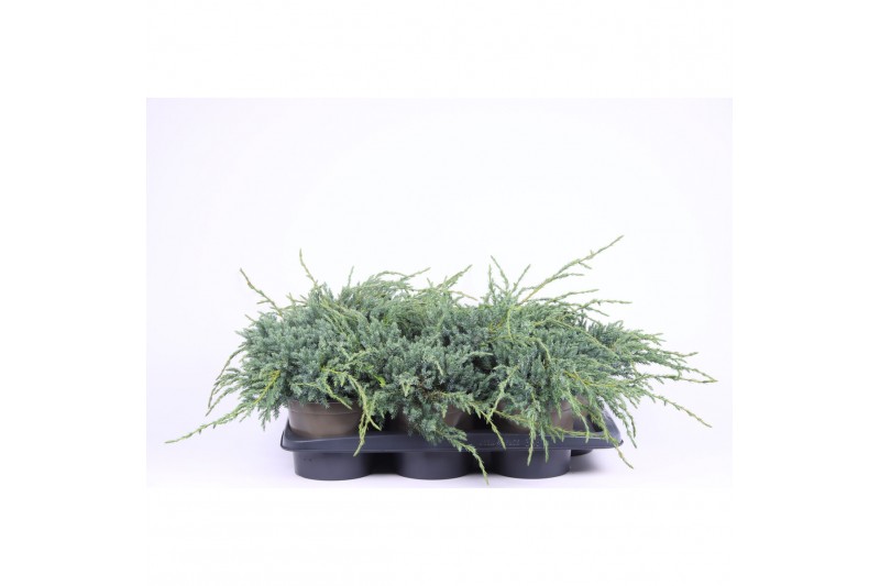 Juniperus squamata blue carpet 