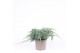Juniperus squamata blue carpet 