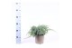Juniperus squamata blue carpet 