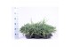 Juniperus squamata blue carpet 