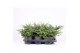 Juniperus communis repanda 