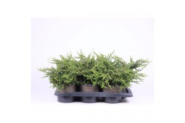 Juniperus communis repanda