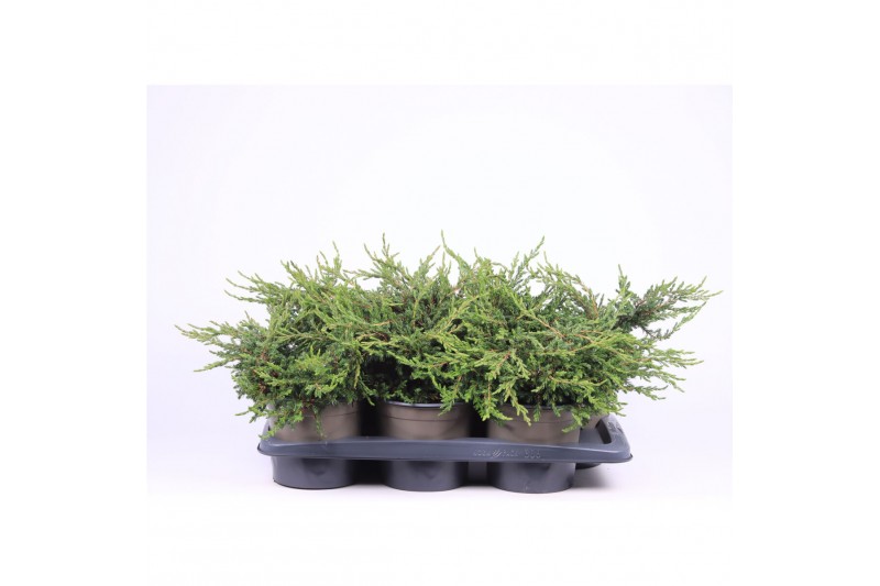 Juniperus communis repanda 