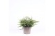 Juniperus communis repanda 