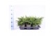 Juniperus communis repanda 